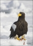 Stellers-Sea-Eagle;Sea-Eagle;Eagle;Stellers-Sea-Eagle;Haliaeetus-pelagicus;one-a